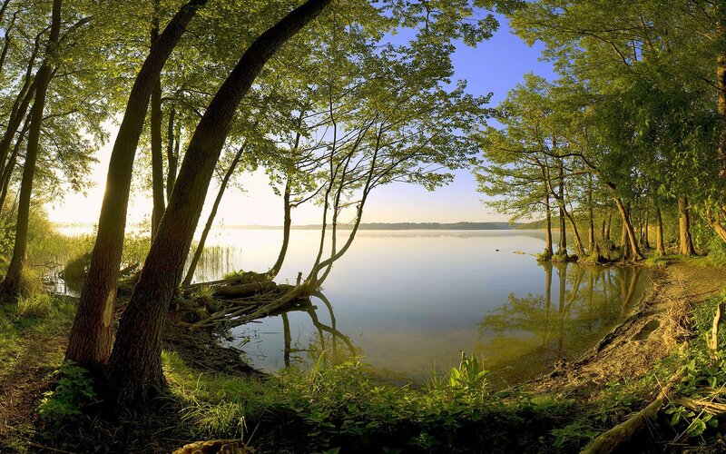 Trees by Lake Shore — Serene