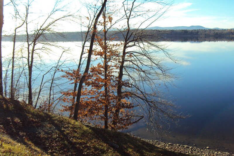 Trees by Lake Shore