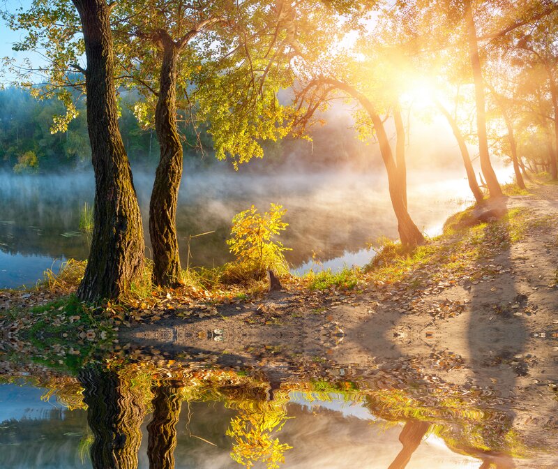 Trees by Misty River