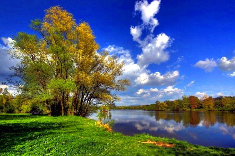 Trees by Riverbank