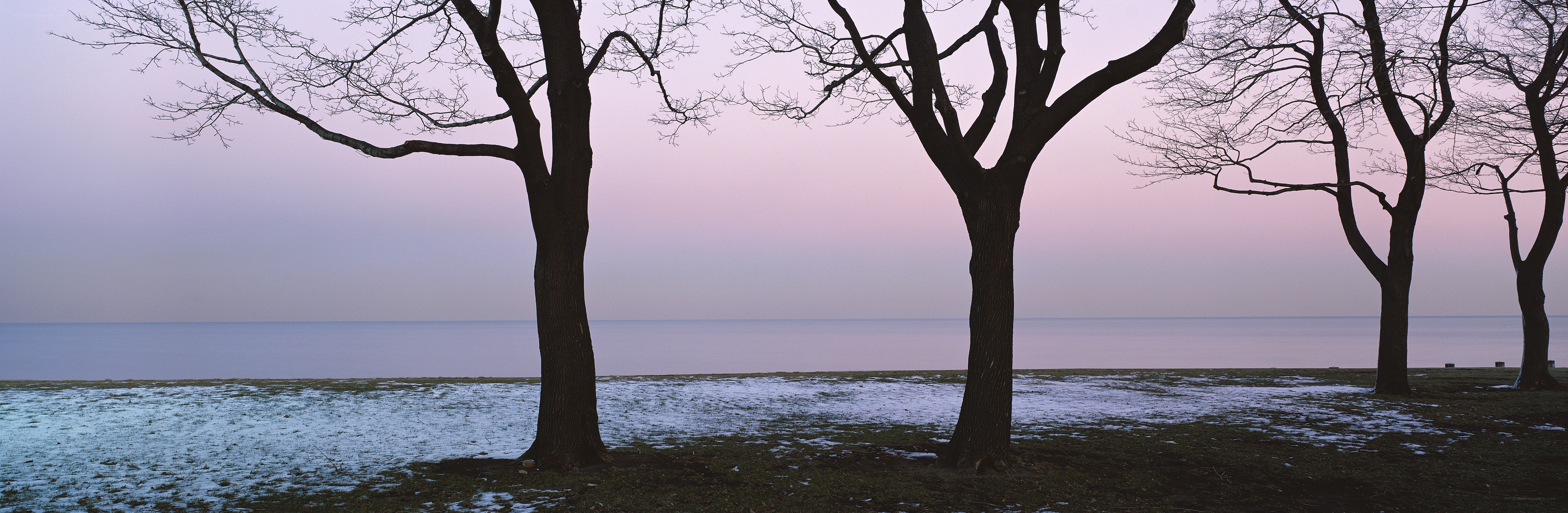 Trees by the lake at dusk