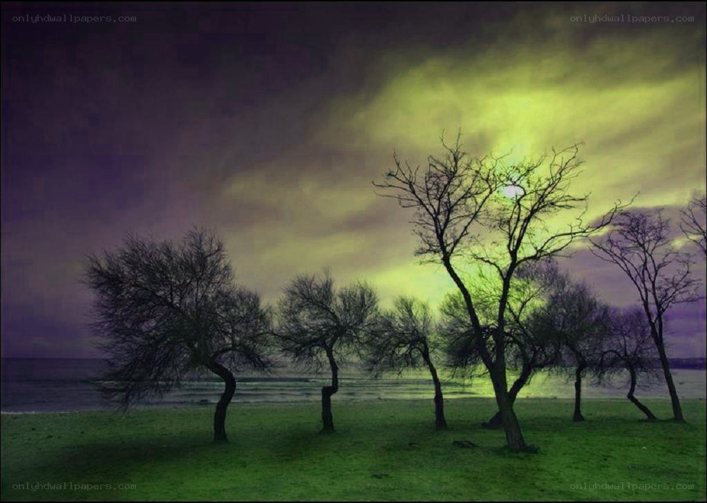 Trees by the sea at dusk