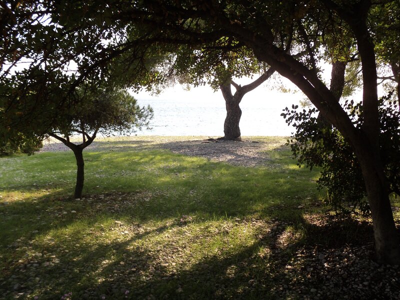 Trees by the sea