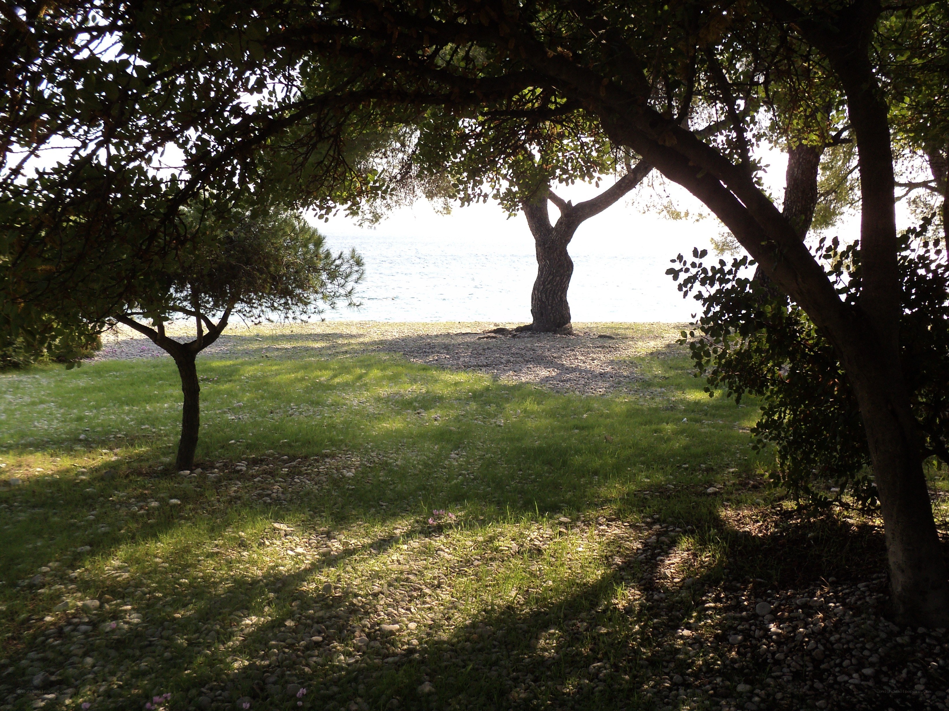 Trees by the sea