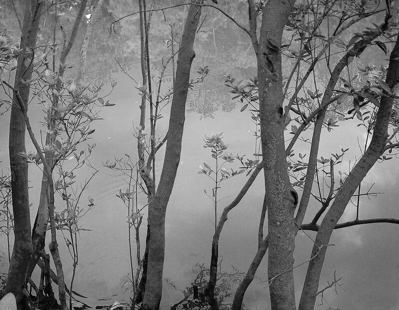 Trees by the water