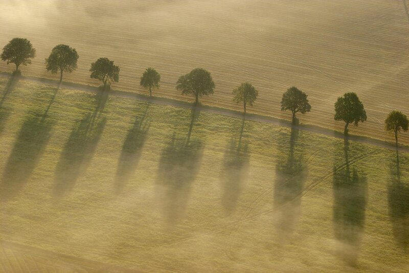 Trees casting long shadows in fog