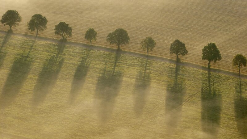 Trees casting long shadows