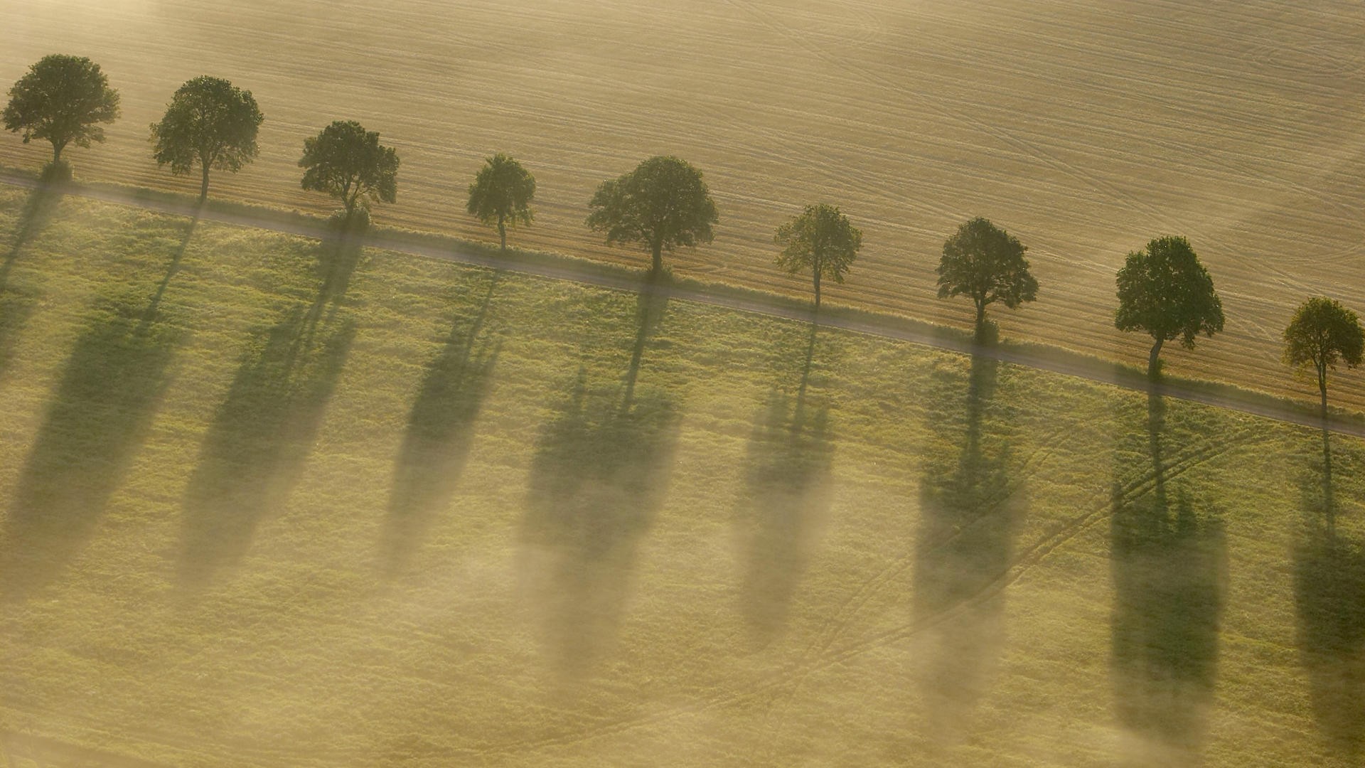 Trees casting long shadows