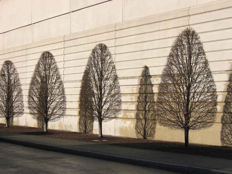 Trees Casting Shadows