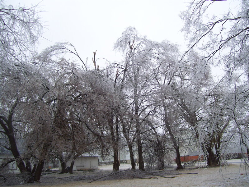 Trees covered in ice