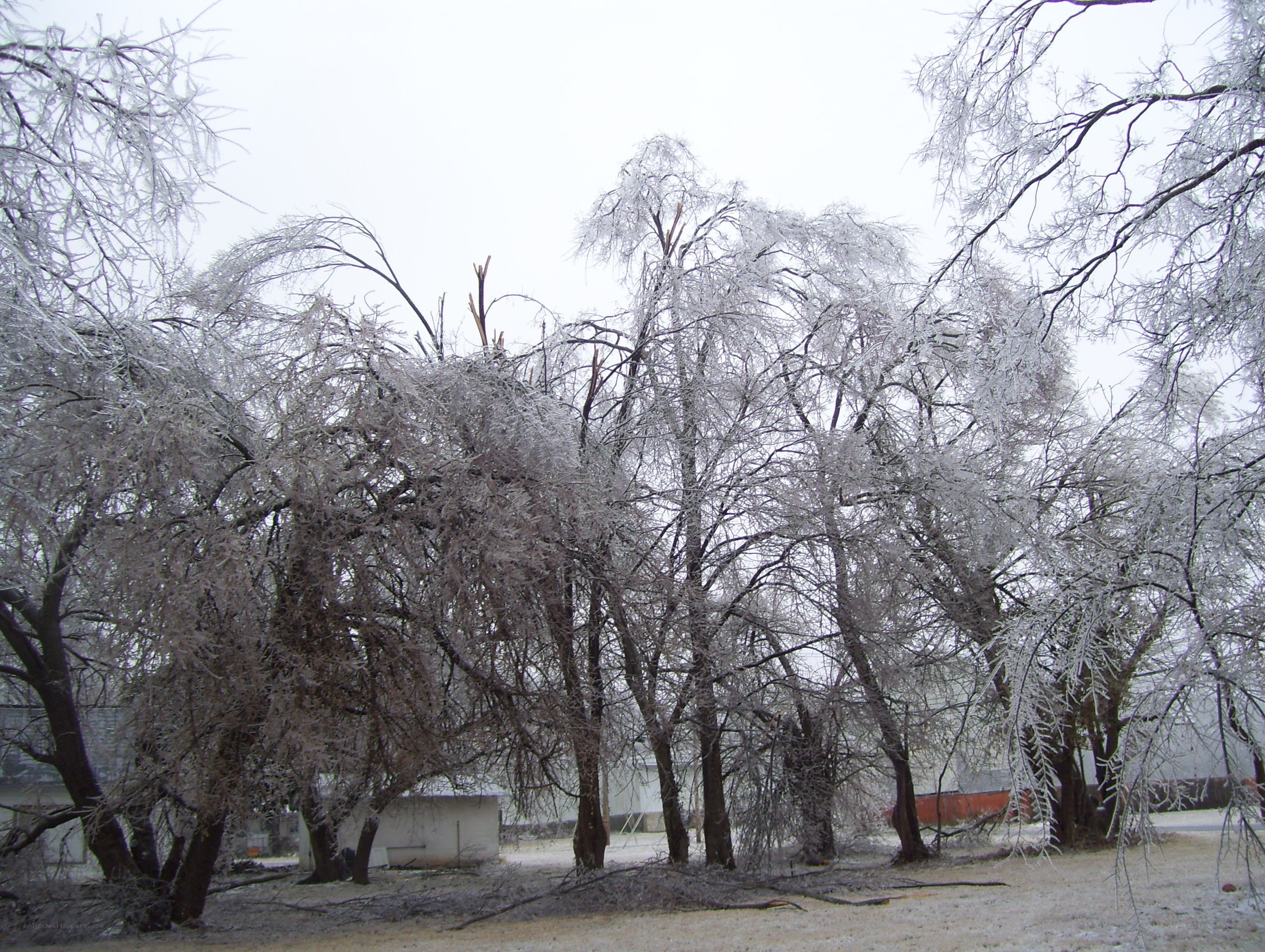 Trees covered in ice