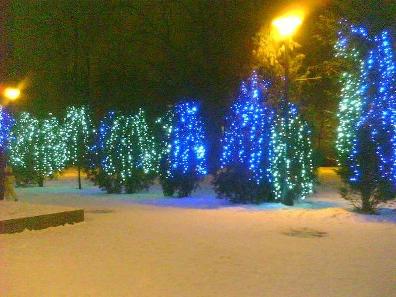 Trees Decorated with Lights — Blue