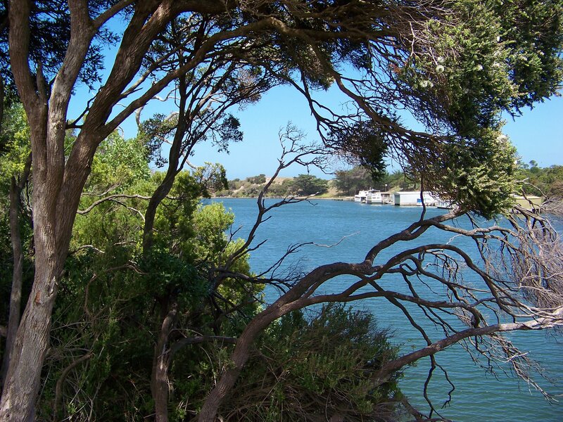 Trees framing a bay view