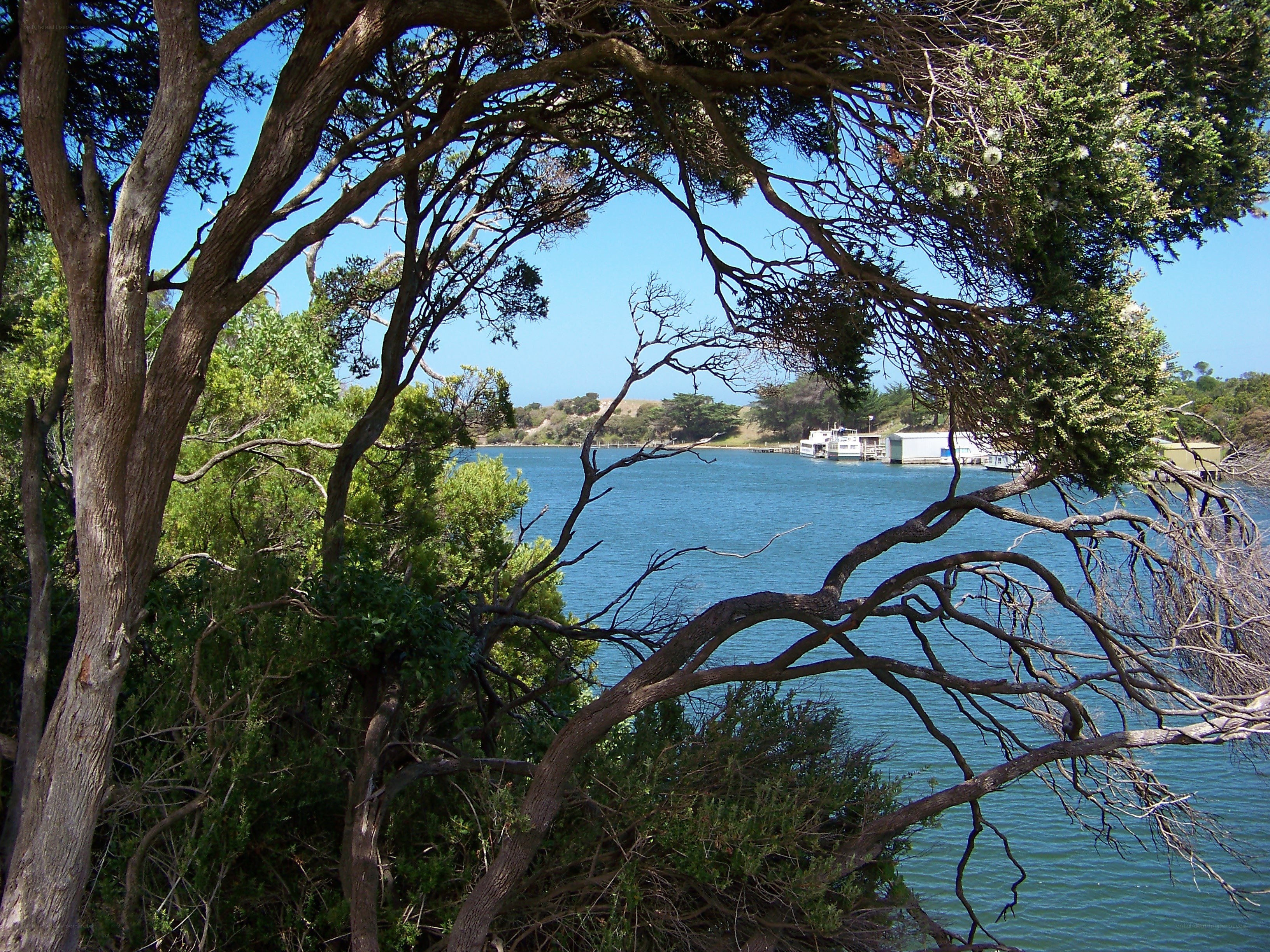 Trees framing a bay view