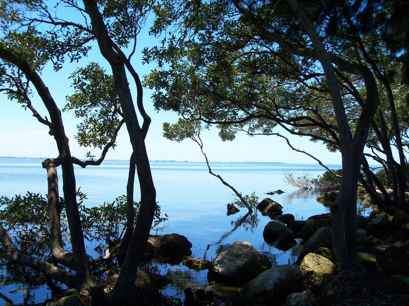 Trees framing a calm bay