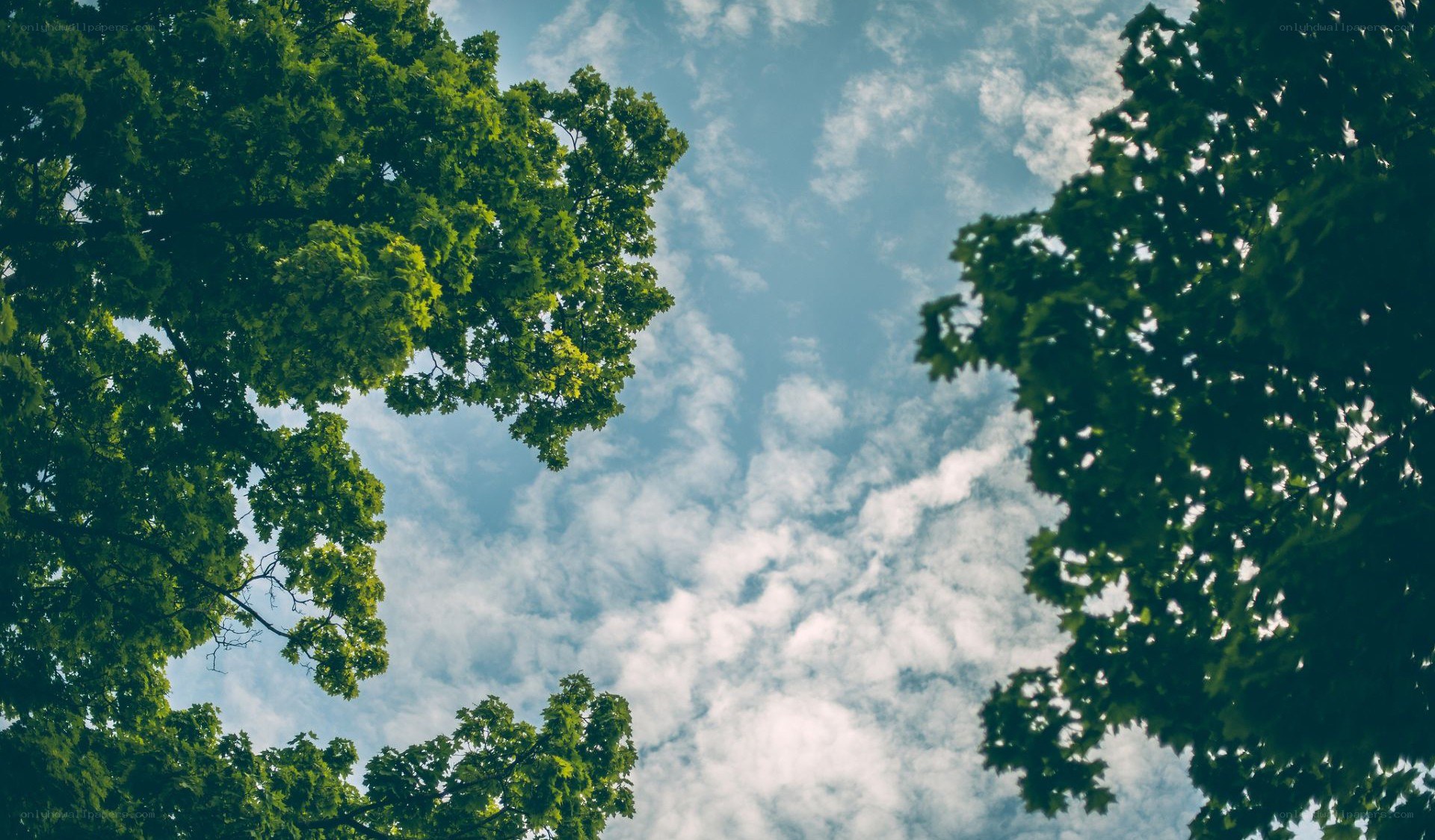 trees framing a cloudy sky