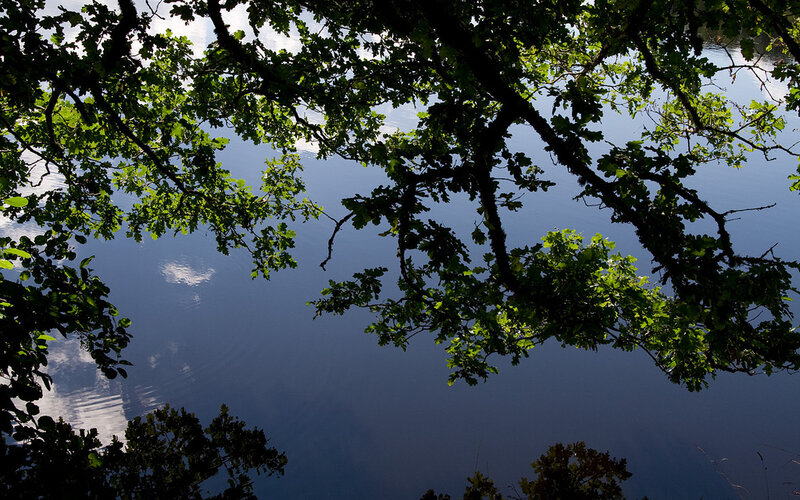 Trees framing a lake view