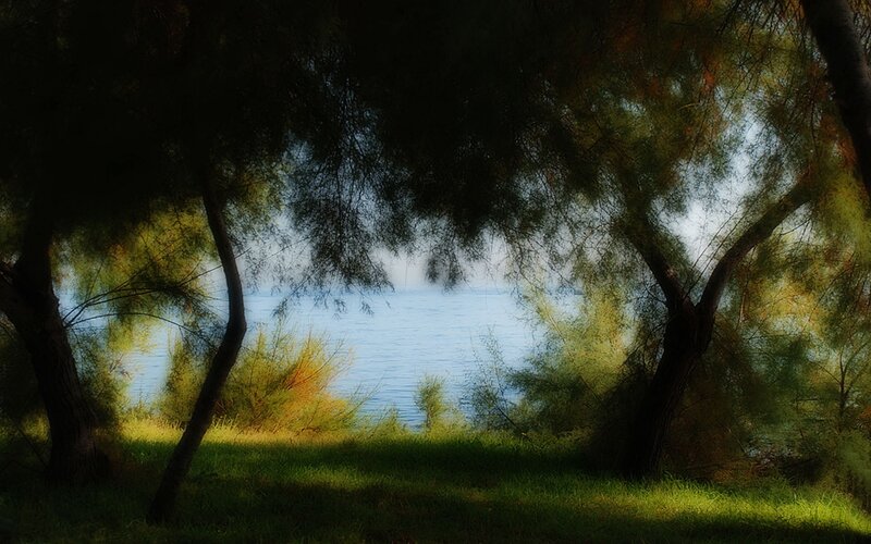 Trees framing a lake view