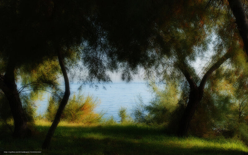 Trees framing a lake view