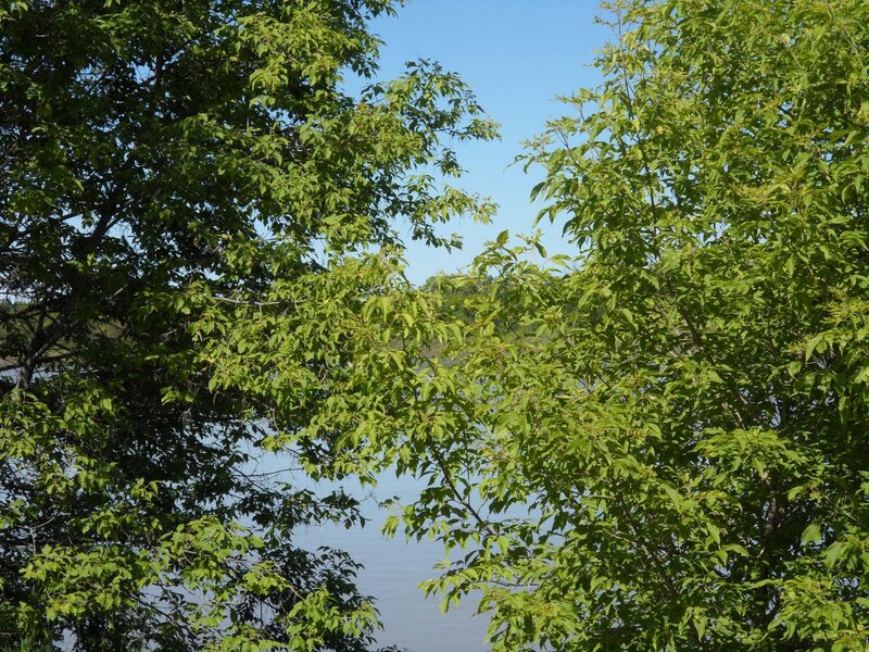 Trees Framing a River