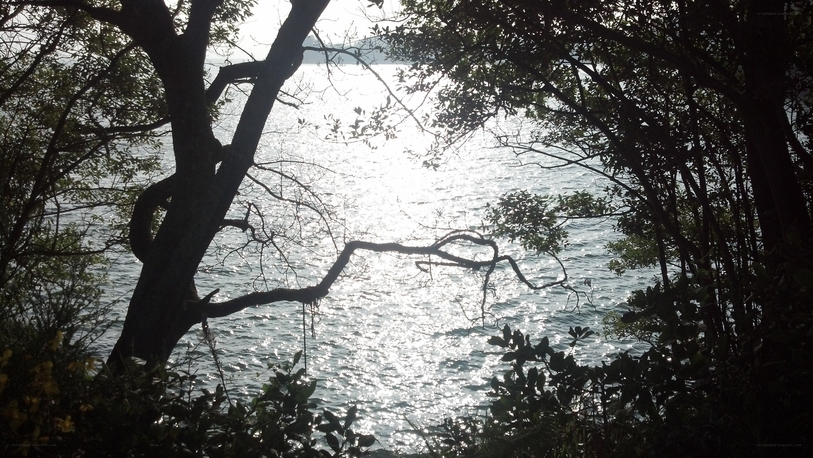 Trees framing a sunlit water view