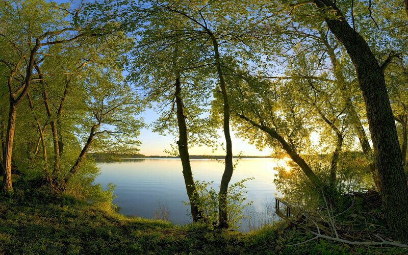 Trees Framing Lake — Green, Serene