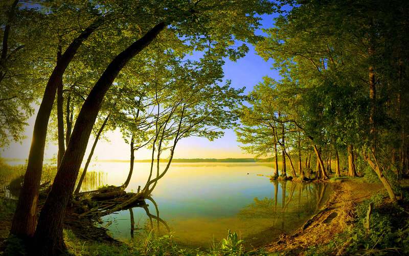 Trees Framing Lake — Green