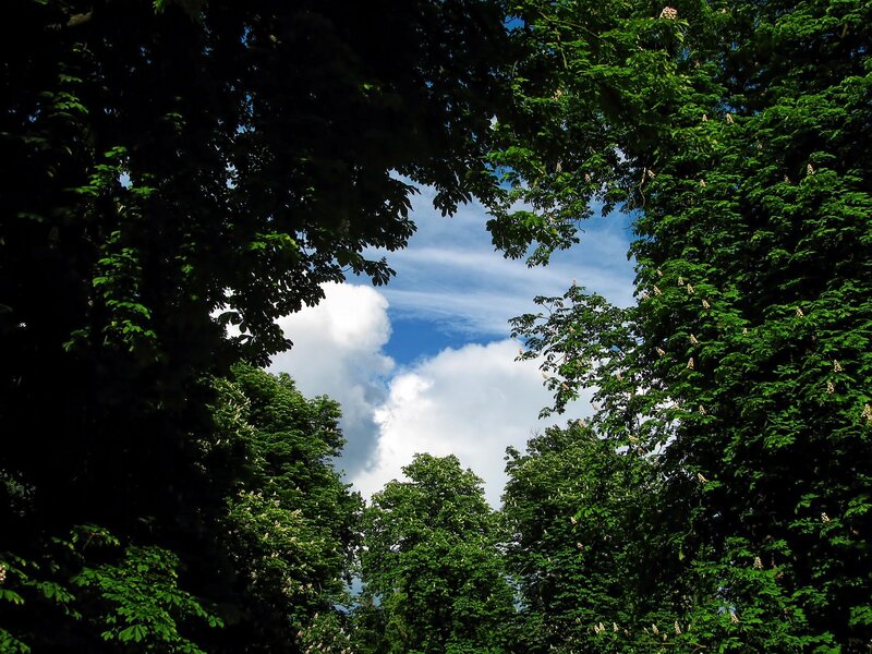 Trees Framing Sky