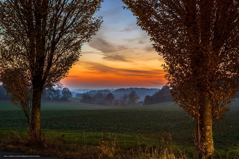 Trees Framing Sunset — Orange