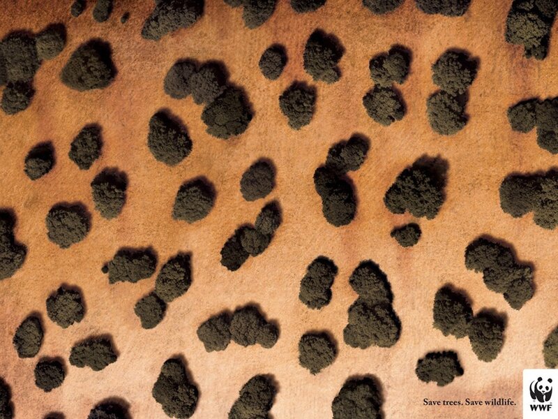 Trees from Above