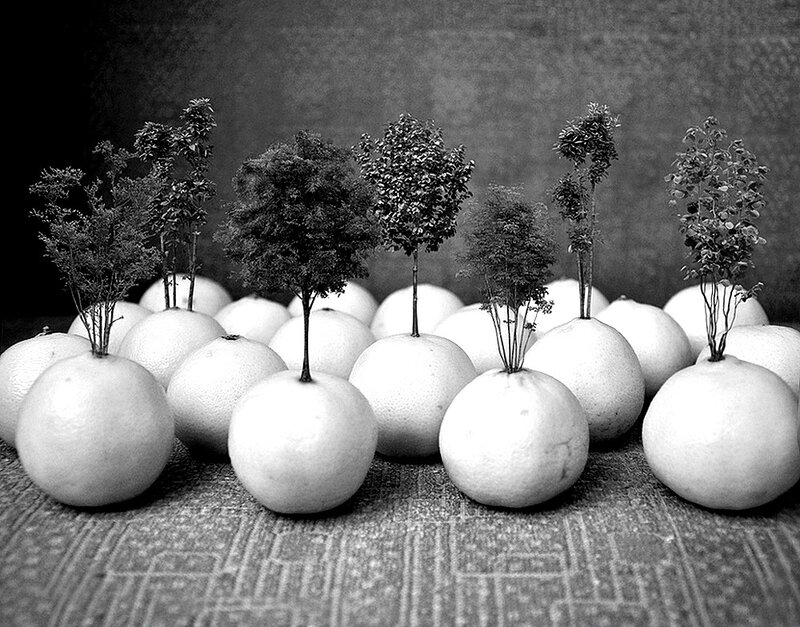 Trees Growing from Citrus Fruits