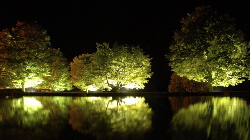 Trees Illuminated at Night — Green