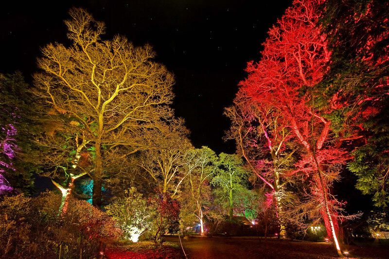 Trees Illuminated at Night — Red