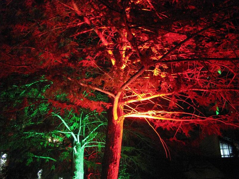 Trees Illuminated at Night