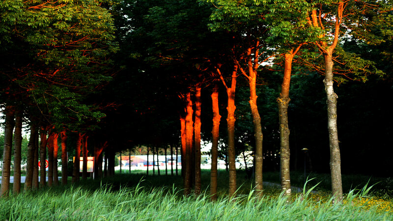 Trees illuminated by sunset