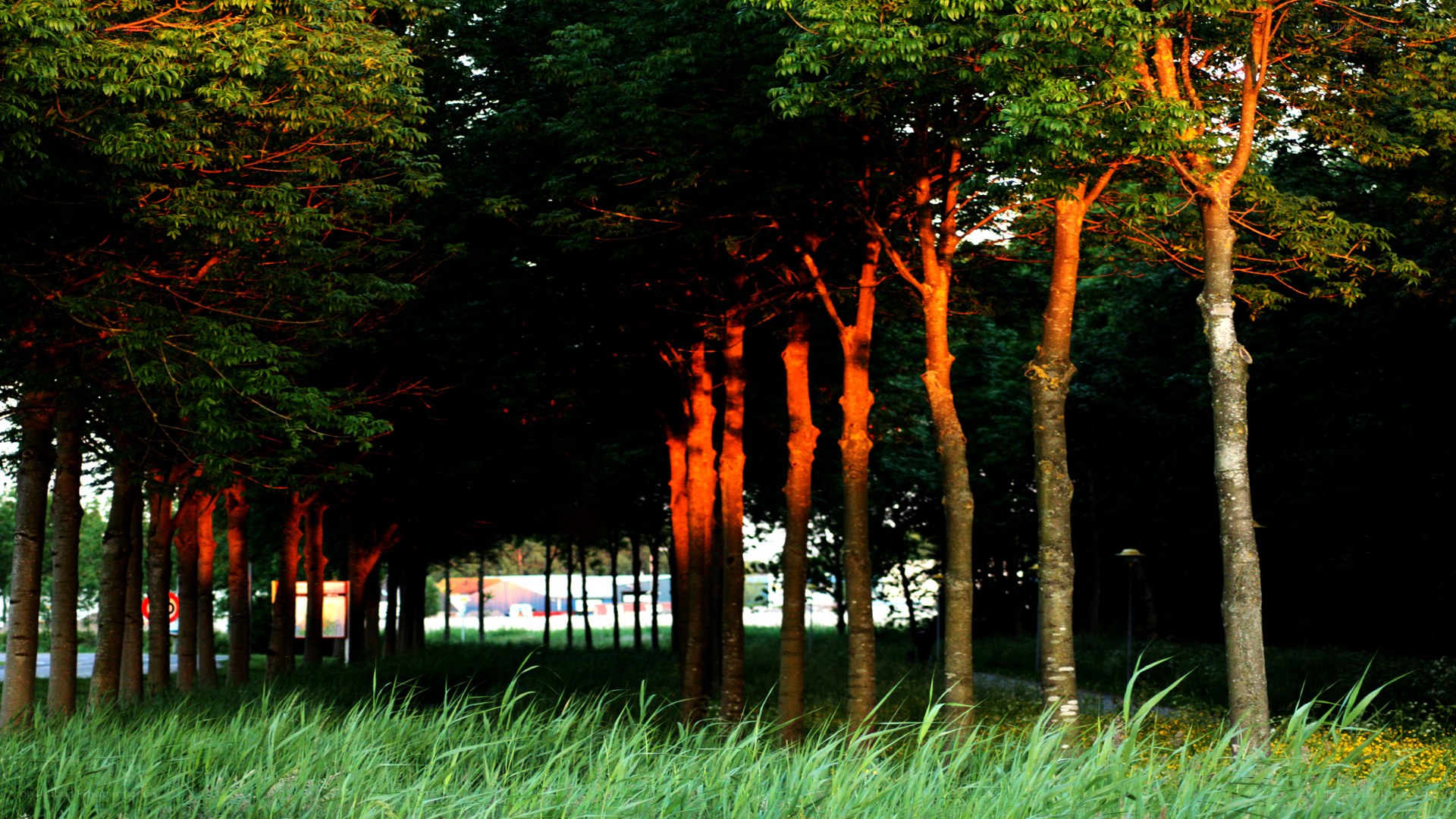 Trees illuminated by sunset