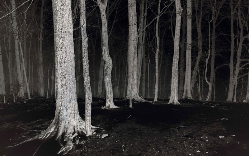 Trees in a Dark Forest