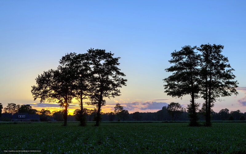Trees in a Field at Sunset — Blue