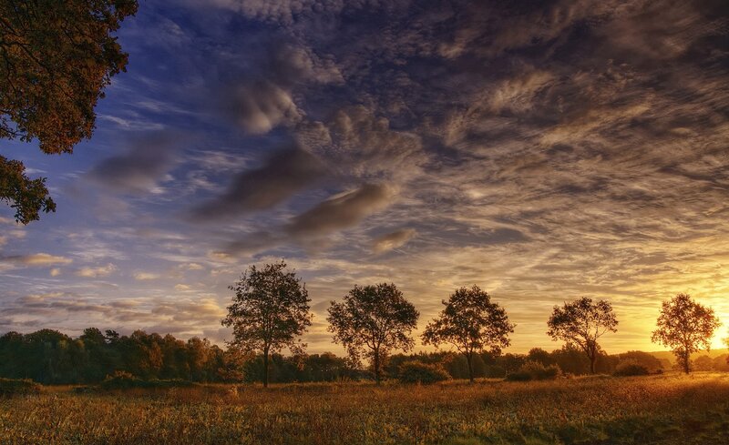 Trees in a Field at Sunset — Gold