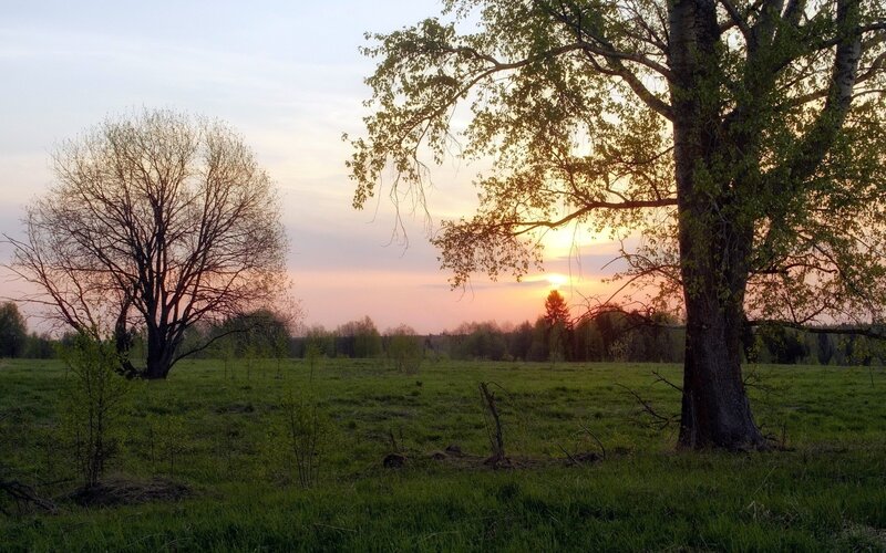 Trees in a Field at Sunset — Green, Serene, Photograph, Sky, Orange