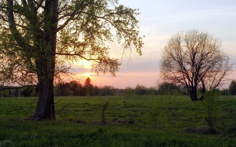 Trees in a Field at Sunset — Green, Serene, Photograph, Sky