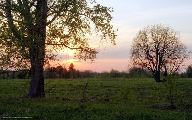 Trees in a Field at Sunset — Green, Serene, Photograph