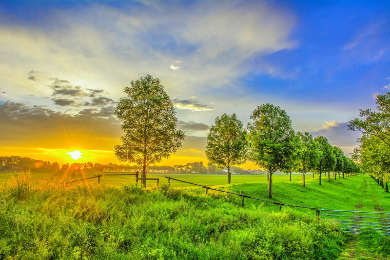 Trees in a Field at Sunset — Green, Serene