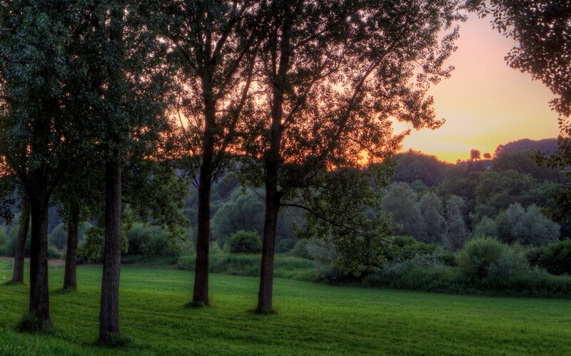 Trees in a Field at Sunset — Green