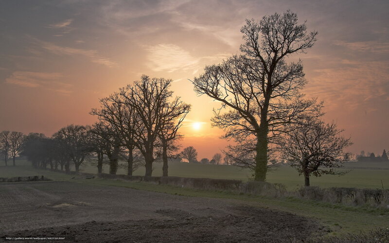 Trees in a Field at Sunset — Orange, Serene, Photograph