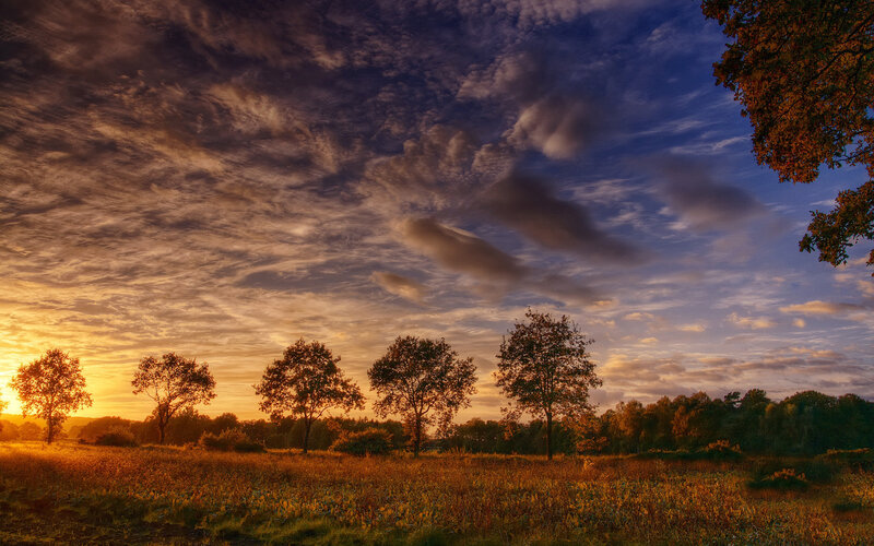 Trees in a Field at Sunset — Orange, Serene