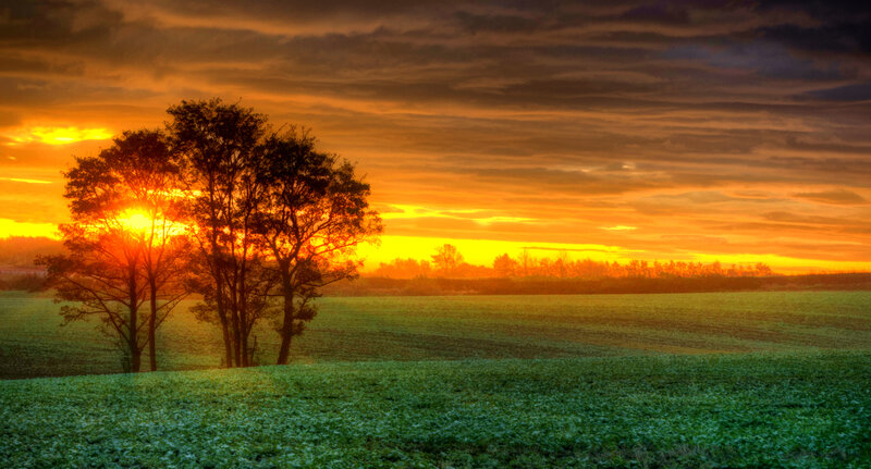 Trees in a Field at Sunset — Orange