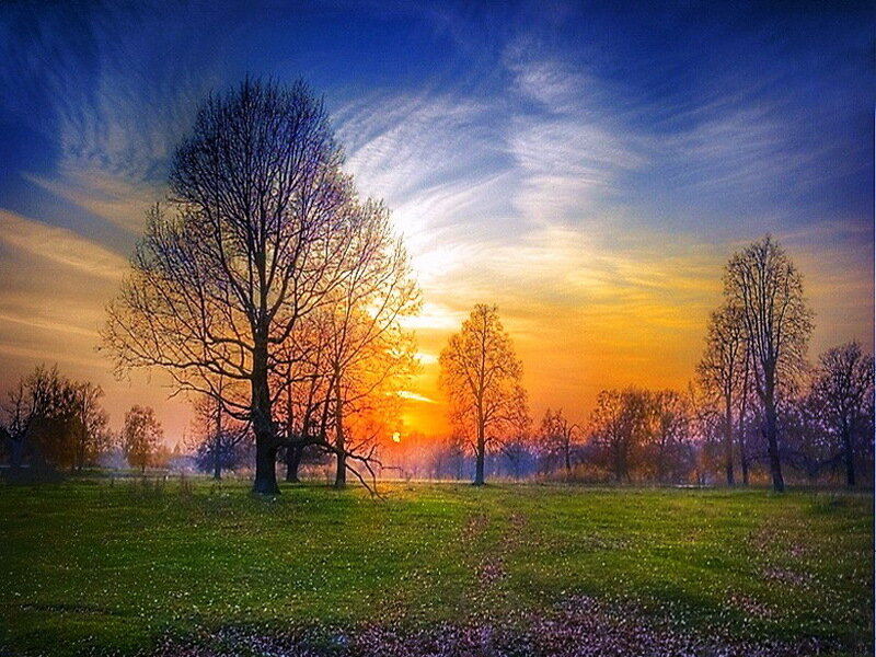 Trees in a Field at Sunset
