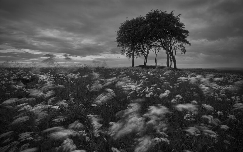 Trees in a Field — Black, Dramatic