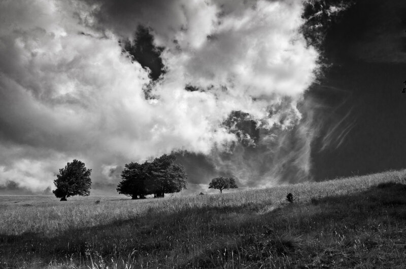 Trees in a Field — Black